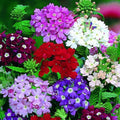 Mixed Verbena Flower seeds for Planting Fragrant Blossoms, Heirloom & GMO Free Seeds for Home Garden seeds for planting