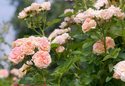 Cream Climbing Rose Flower seeds for Planting Colorful Display Heirloom & GMO Free Seeds for Home Garden