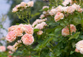 Cream Climbing Rose Flower seeds for Planting Compact Growth, Heirloom & GMO Free Seeds for Home Garden seeds for planting