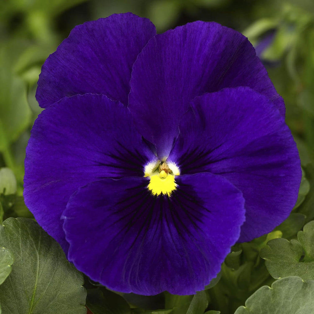 Deepblue Pansy Flower seeds for Planting Fragrant Blossoms, Heirloom & GMO Free Seeds for Home Garden seeds for planting