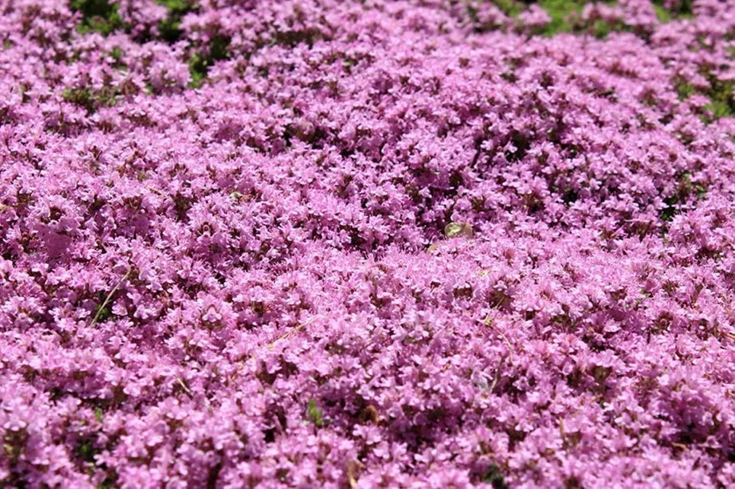 Premium Pink Creeping Thyme Flower seeds for Planting Easy to Grow Heirloom & GMO Free Seeds for Home Garden seeds