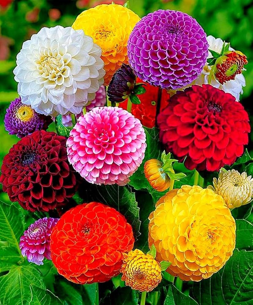 Premium Dahlia Flower seeds for Planting Vibrant Colors Heirloom & GMO Free Seeds for Home Garden seeds