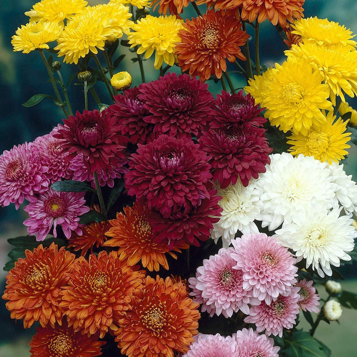 Dutch Chrysanthemum Flower seeds for Planting - Perfect for Borders, Heirloom & GMO Free Seeds for Home Garden