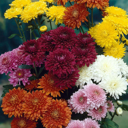 Chrysanthemum Flower seeds for Planting - Pollinator Friendly, Heirloom & GMO Free Seeds for Home Garden