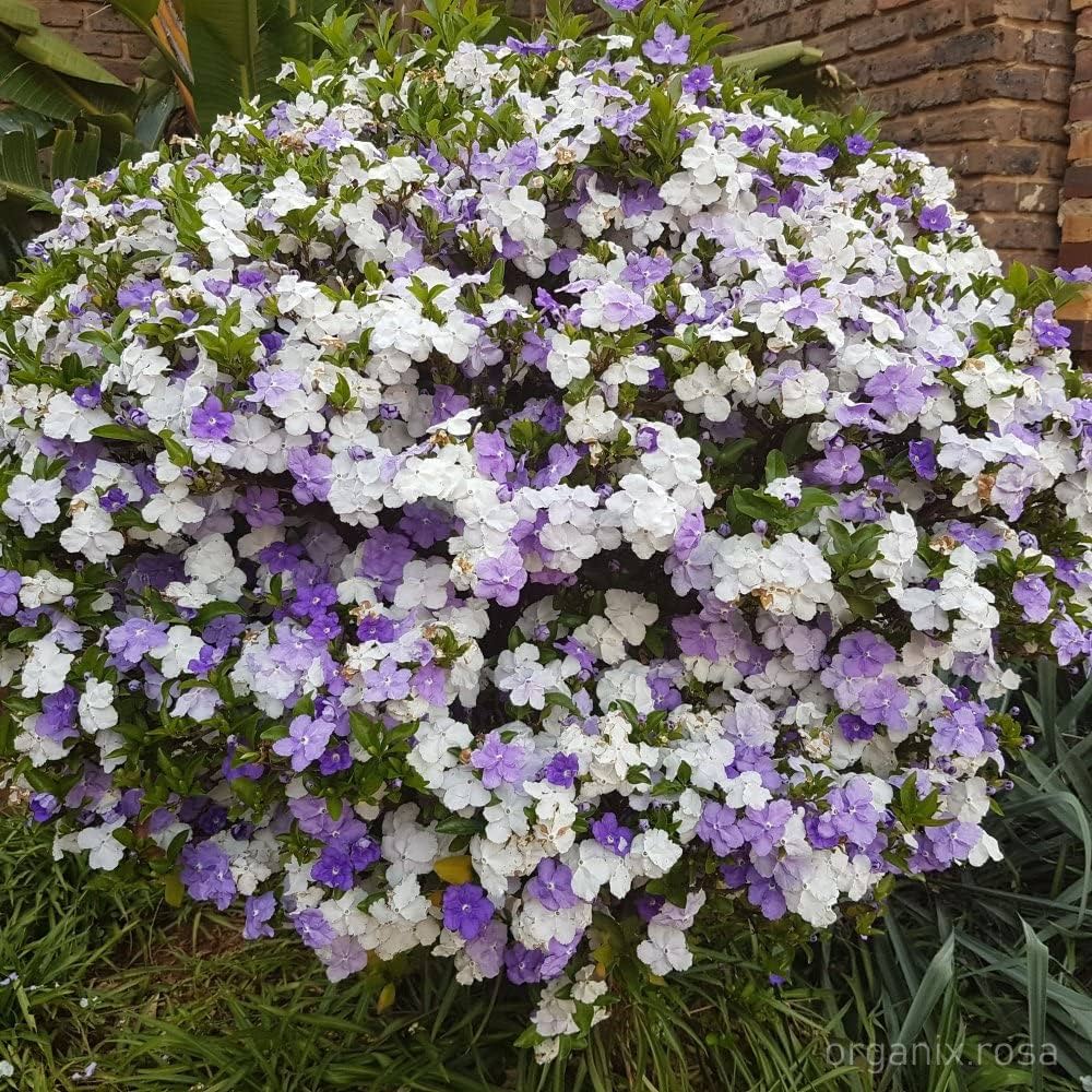 Purple Brunfelsia Pauciflora Flower seeds for Planting Cottage Garden Essential, Heirloom & GMO Free Seeds for Home Garden seeds for planting