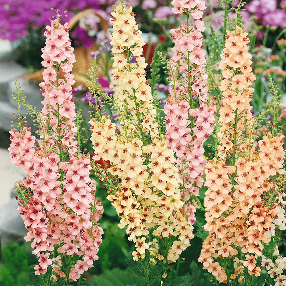 Premium Antique Rose Verbascum Flower seeds for Planting Cottage Garden Essential, Heirloom & GMO Free Seeds for Home Garden Sale seeds