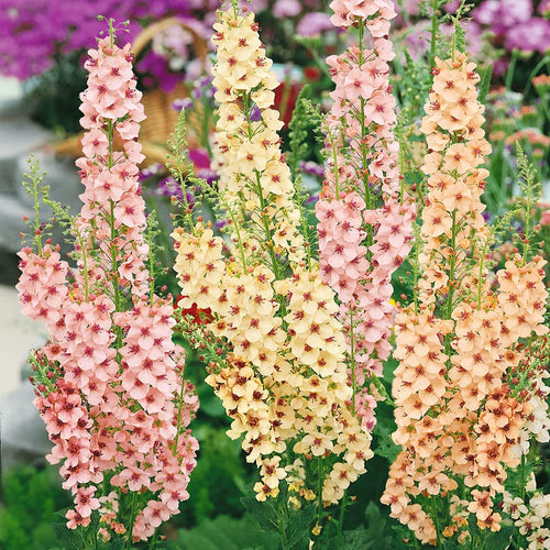 Premium Antique Rose Verbascum Flower seeds for Planting Cottage Garden Essential, Heirloom & GMO Free Seeds for Home Garden Sale seeds