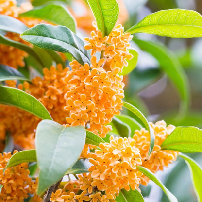 Osmanthus Flower seeds for Planting - Seasonal Bloomer, Heirloom & GMO Free Seeds for Home Garden