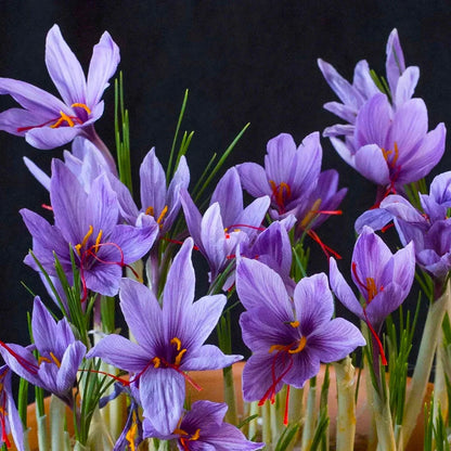 Sativus Flower seeds for Planting - Vibrant Colors, Heirloom & GMO Free Seeds for Home Garden