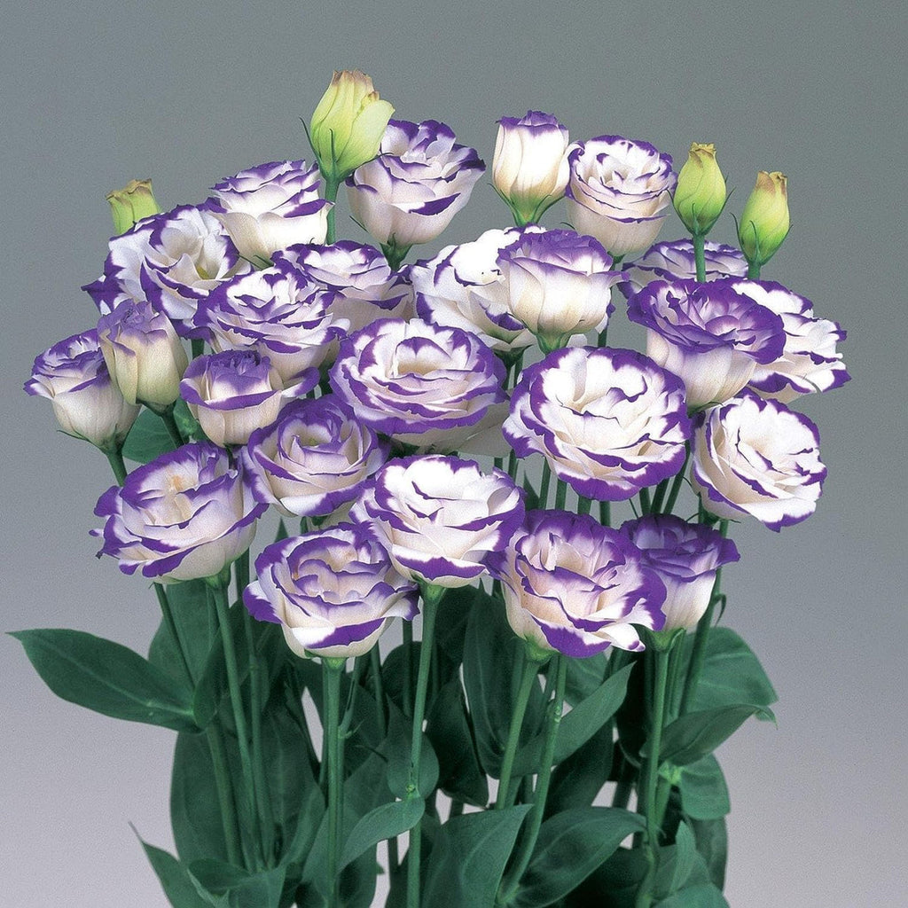 Mixed Lisianthus Echo Flower seeds for Planting Compact Growth, Heirloom & GMO Free Seeds for Home Garden seeds for planting