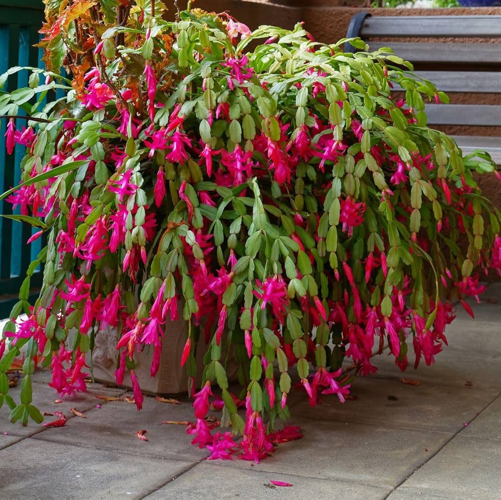 High quality Purple White Schlumbergera Flower seeds for Planting Vibrant Colors, Heirloom & GMO Free Seeds for Home Garden seeds pack