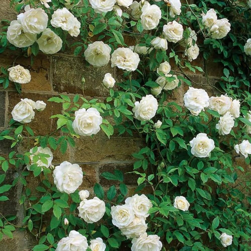 White Creeping Flower Seeds Planting Pack