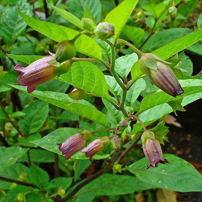 Belladonna Flower seeds for Planting Hardy Variety Heirloom & GMO Free Seeds for Home Garden