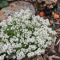 White Myosotis Flower seeds for Planting Long Bloom Season, Heirloom & GMO Free Seeds for Home Garden seeds for planting