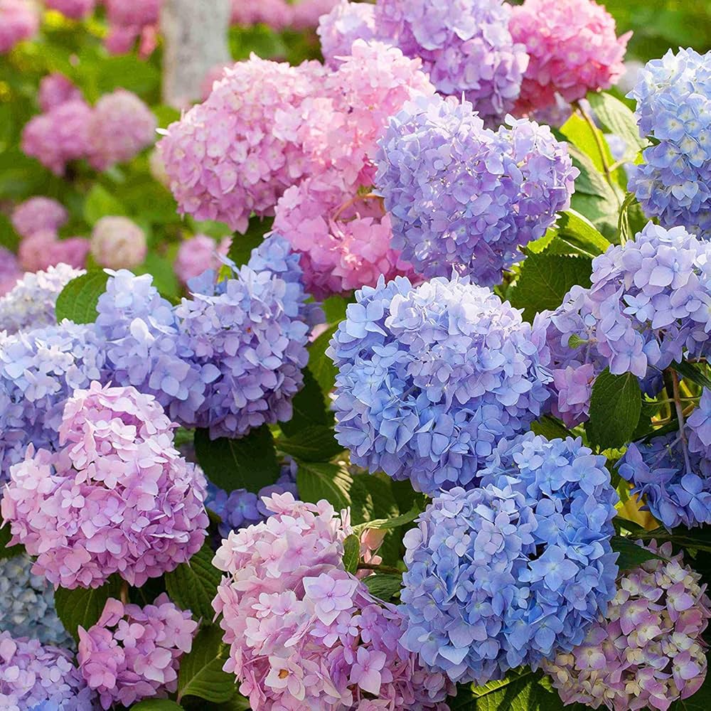 Mixed Hydrangea Flower seeds for Planting - Cottage Garden Essential, Heirloom & GMO Free Seeds for Home Garden
 
 Sale seeds for home garden