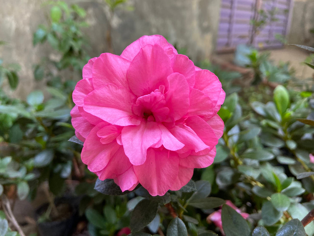 Premium Pink Hibiscus Syriacus Flower seeds for Planting Drought Tolerant, Heirloom & GMO Free Seeds for Home Garden seeds