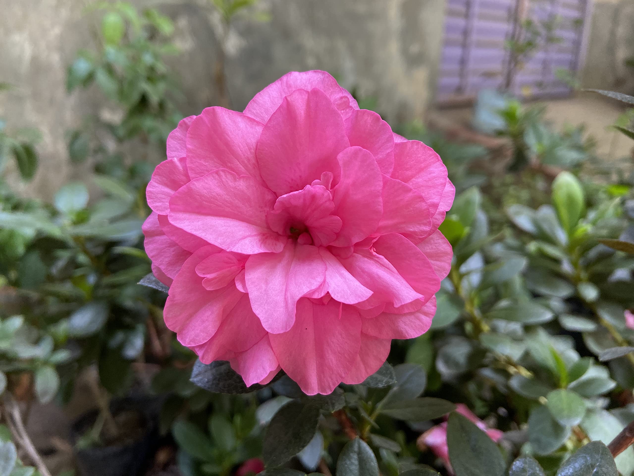 Premium Pink Hibiscus Syriacus Flower seeds for Planting Drought Tolerant, Heirloom & GMO Free Seeds for Home Garden seeds
