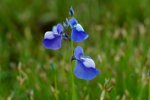 Blue Utricularia Flower seeds for Planting Seasonal Bloomer, Heirloom & GMO Free Seeds for Home Garden seeds for planting