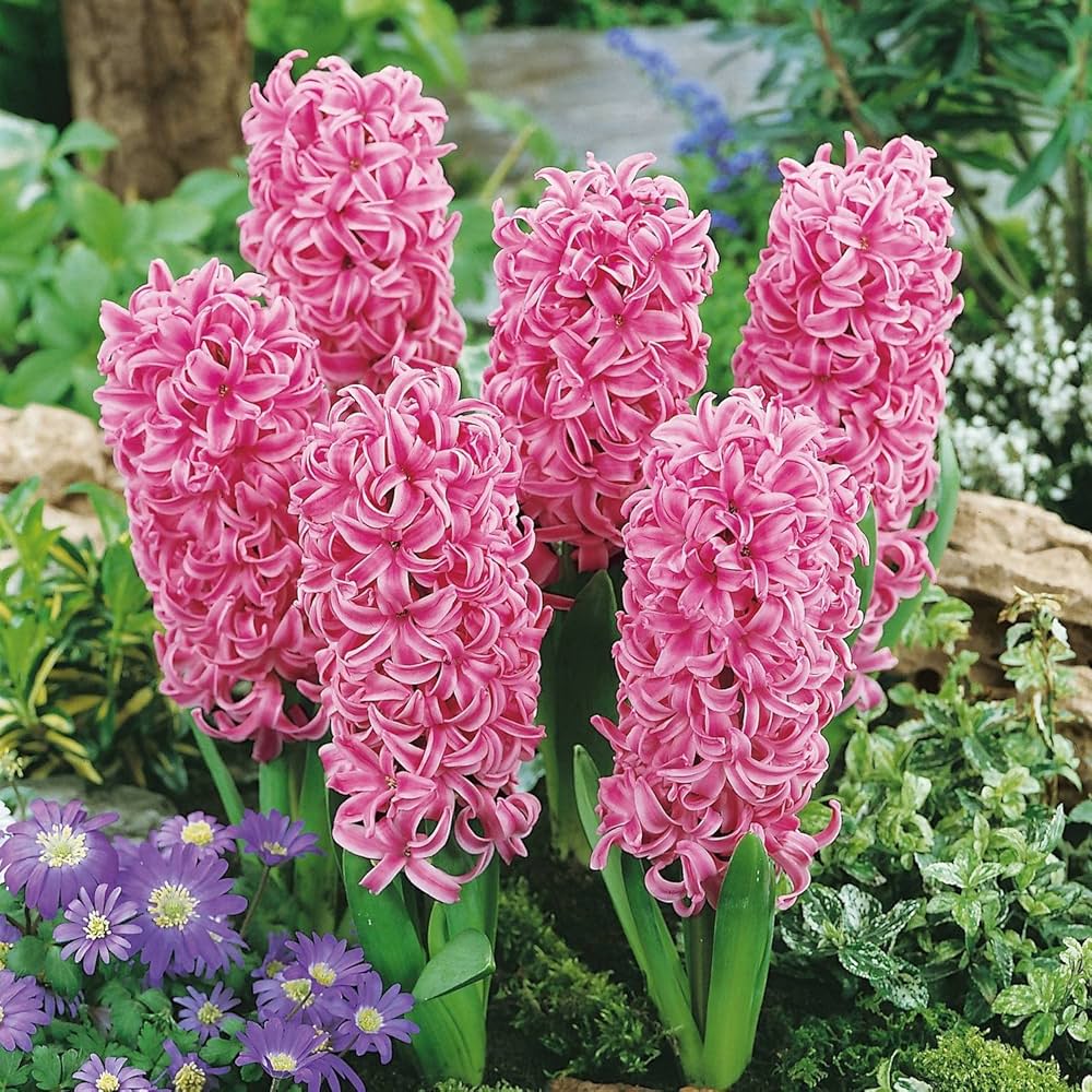 Light Pink Hyacinth Flower seeds for Planting Easy to Grow, Heirloom & GMO Free Seeds for Home Garden vegetable and garden seeds