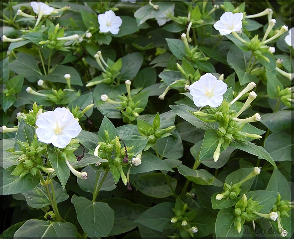 White Mirabilis Flower seeds for Planting Bright Blooms Heirloom & GMO Free Seeds for Home Garden