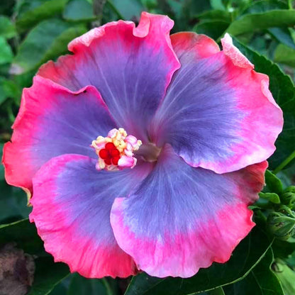 Purple Rainbow Hibiscus Flower Seeds For Planting - Add Exotic Flair To Your Garden With Colorful