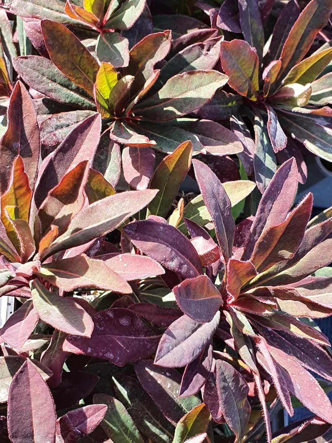 Euphorbia Amygdaloides Flower seeds for Planting Easy to Grow, Heirloom & GMO Free Seeds for Home Garden seeds for home gardening