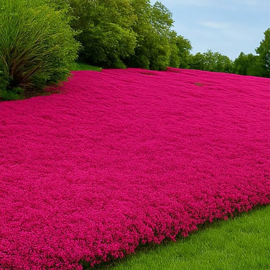 Red Creeping Flower seeds for Planting Pollinator Friendly, Heirloom & GMO Free Seeds for Home Garden seeds for planting