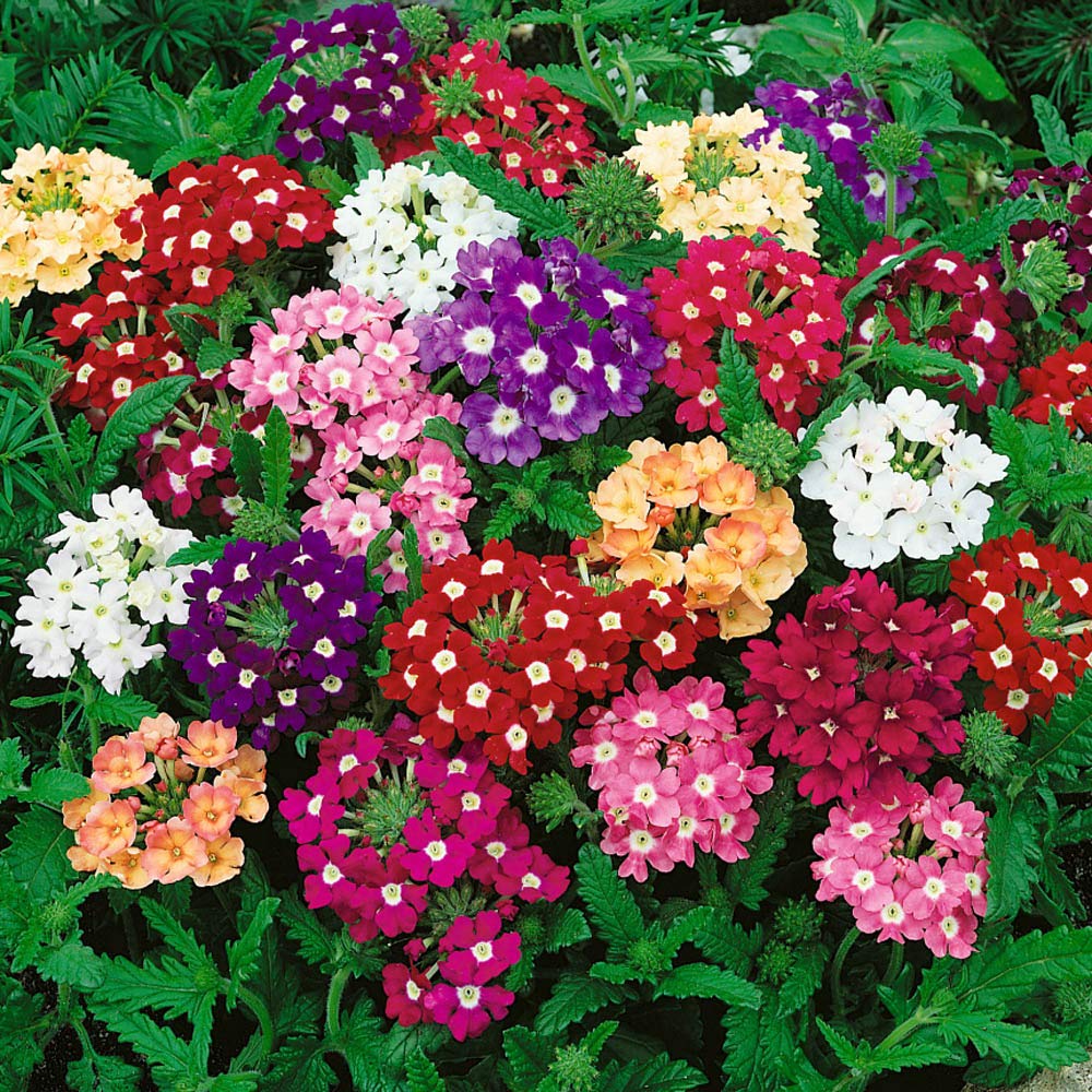 Verbena Flower seeds for Planting Perfect for Borders, Heirloom & GMO Free Seeds for Home Garden vegetable and garden seeds