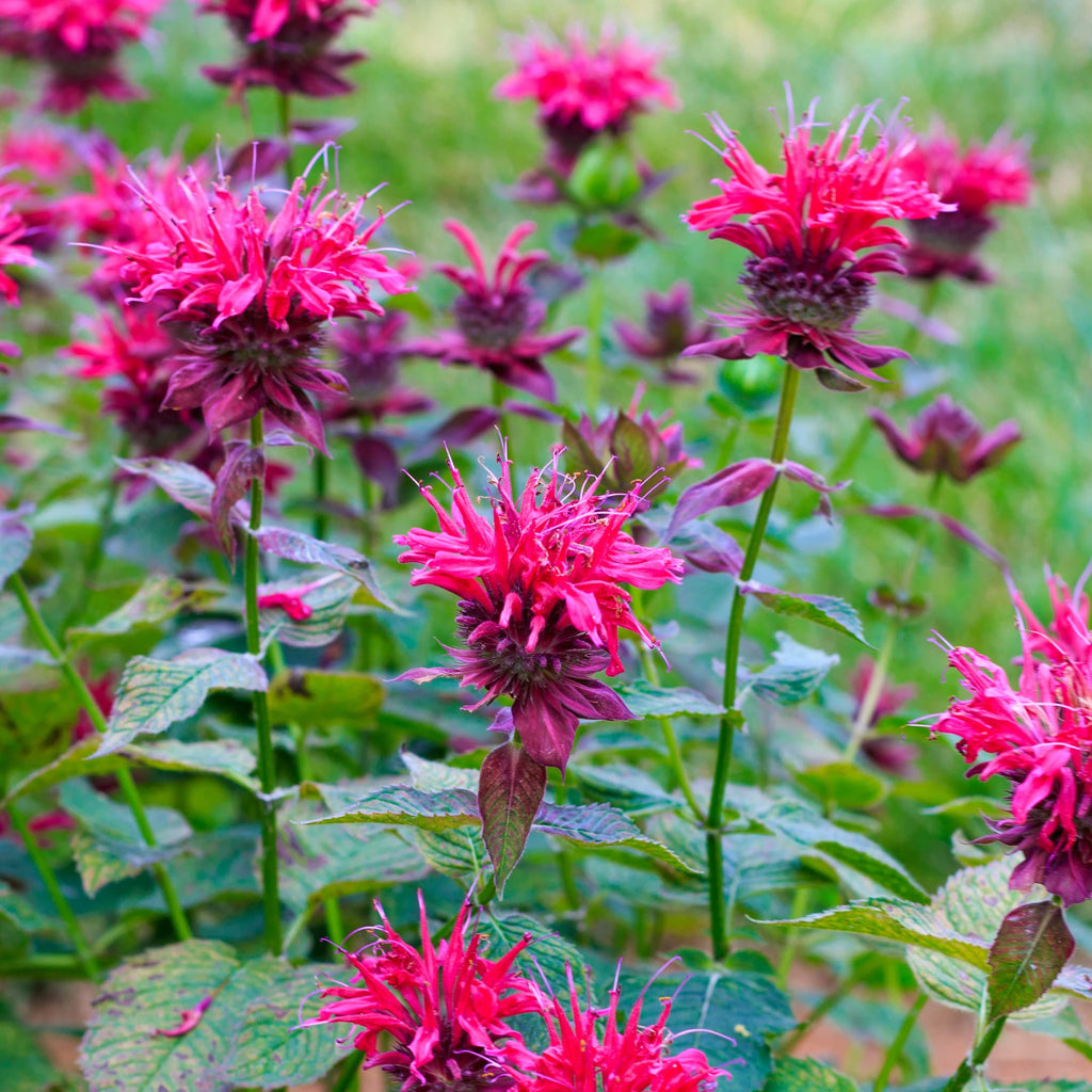 Pink Wild Bergamot Monarda Fistulosa Mintleaf Bee Balm Flower seeds for Planting Hardy Variety, Heirloom & GMO Free Seeds for Home Garden vegetable and garden seeds