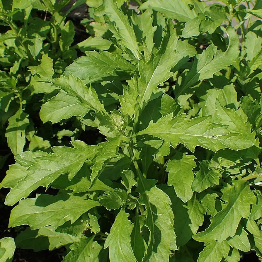 Epazote Dysphania Ambrosioides Seeds – Heirloom Non-GMO Herb for Easy Home Garden Planting