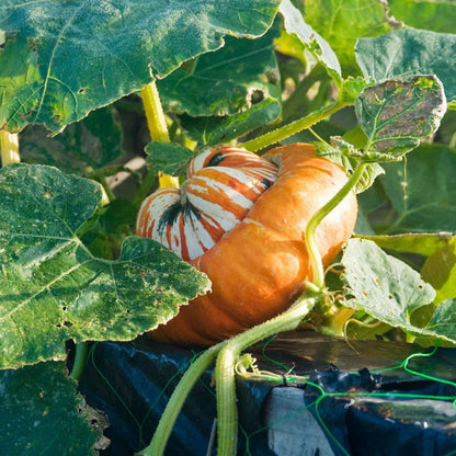 Turks Turban Vegetable Seeds for Unique Gourd Cultivation - Seed for Creative Gardening and Distinctive Harvests