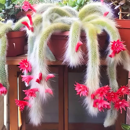 Monkey Tail Cactus Seeds Flower seeds for Planting - Low Maintenance, Heirloom & GMO Free Seeds for Home Garden