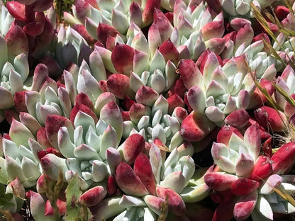 Dudleya Flower seeds for Planting - Low Maintenance, Heirloom & GMO Free Seeds for Home Garden