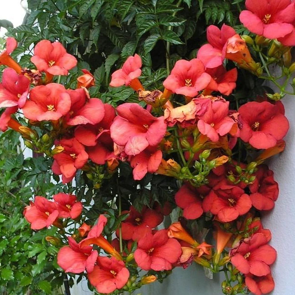 Enredadera Trompetan Flower seeds for Planting Shade Tolerant, Heirloom & GMO Free Seeds for Home Garden vegetable and garden seeds