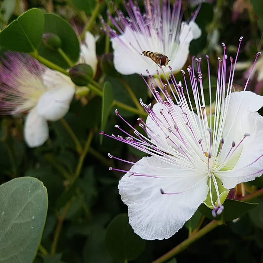 Purple Caper Bush Flower seeds for Planting Seasonal Bloomer, Heirloom & GMO Free Seeds for Home Garden seeds for planting