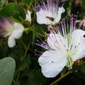 Purple Caper Bush Flower seeds for Planting Seasonal Bloomer, Heirloom & GMO Free Seeds for Home Garden seeds for planting