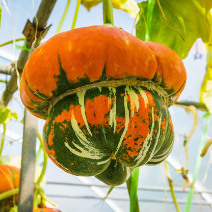 Turks Turban Vegetable Seeds for Unique Gourd Cultivation - Seed for Creative Gardening and Distinctive Harvests