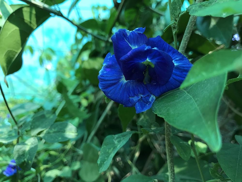 Plant Maidenhair Flower Seeds for Lush Navy Blue Greenery