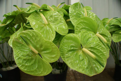Light Green Anthurium Flower seeds for Planting Bright Blooms Heirloom & GMO Free Seeds for Home Garden