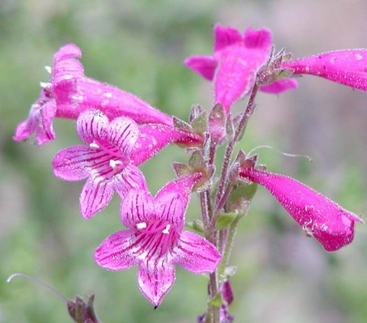 Pink Penstemon Strictus Flower seeds for Planting Premium Quality, Heirloom & GMO Free Seeds for Home Garden seeds for planting