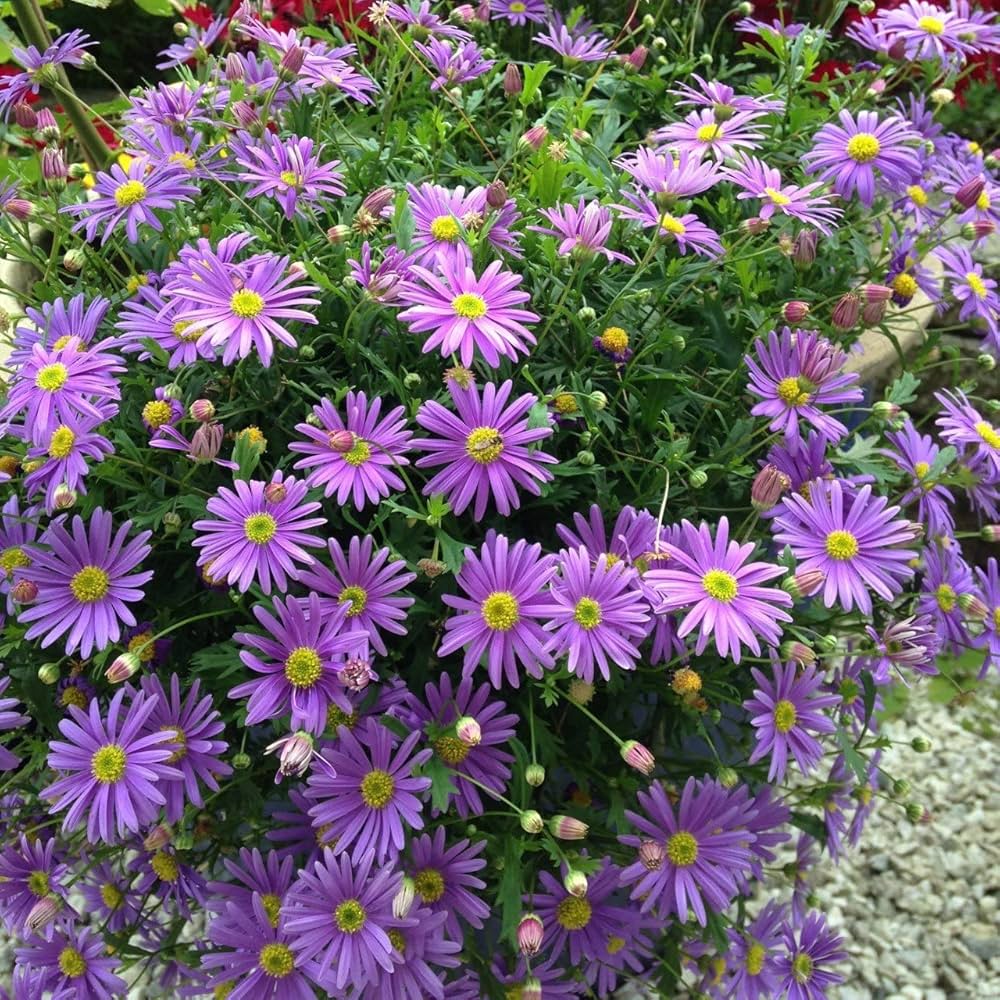 Purple Flower Pot Flower seeds for Planting Premium Quality, Heirloom & GMO Free Seeds for Home Garden seeds for home gardening