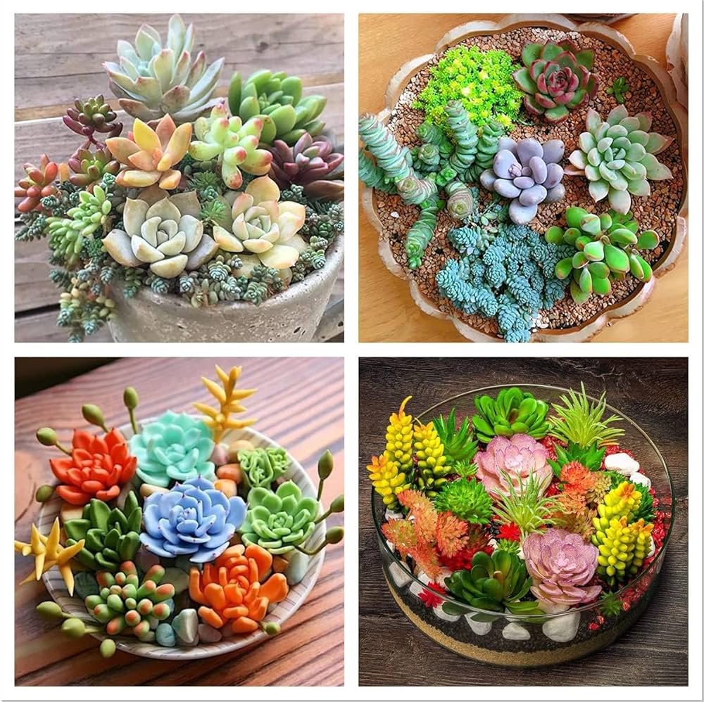 Succulents Bonsai Flower seeds for Planting Premium Quality Heirloom & GMO Free Seeds for Home Garden