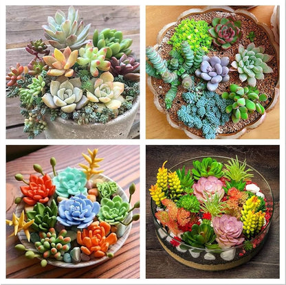 Succulents Bonsai Flower seeds for Planting Premium Quality Heirloom & GMO Free Seeds for Home Garden