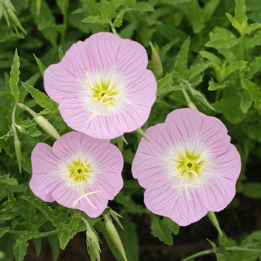 Premium Purple Primrose Flower seeds for Planting Sun Loving, Heirloom & GMO Free Seeds for Home Garden seeds