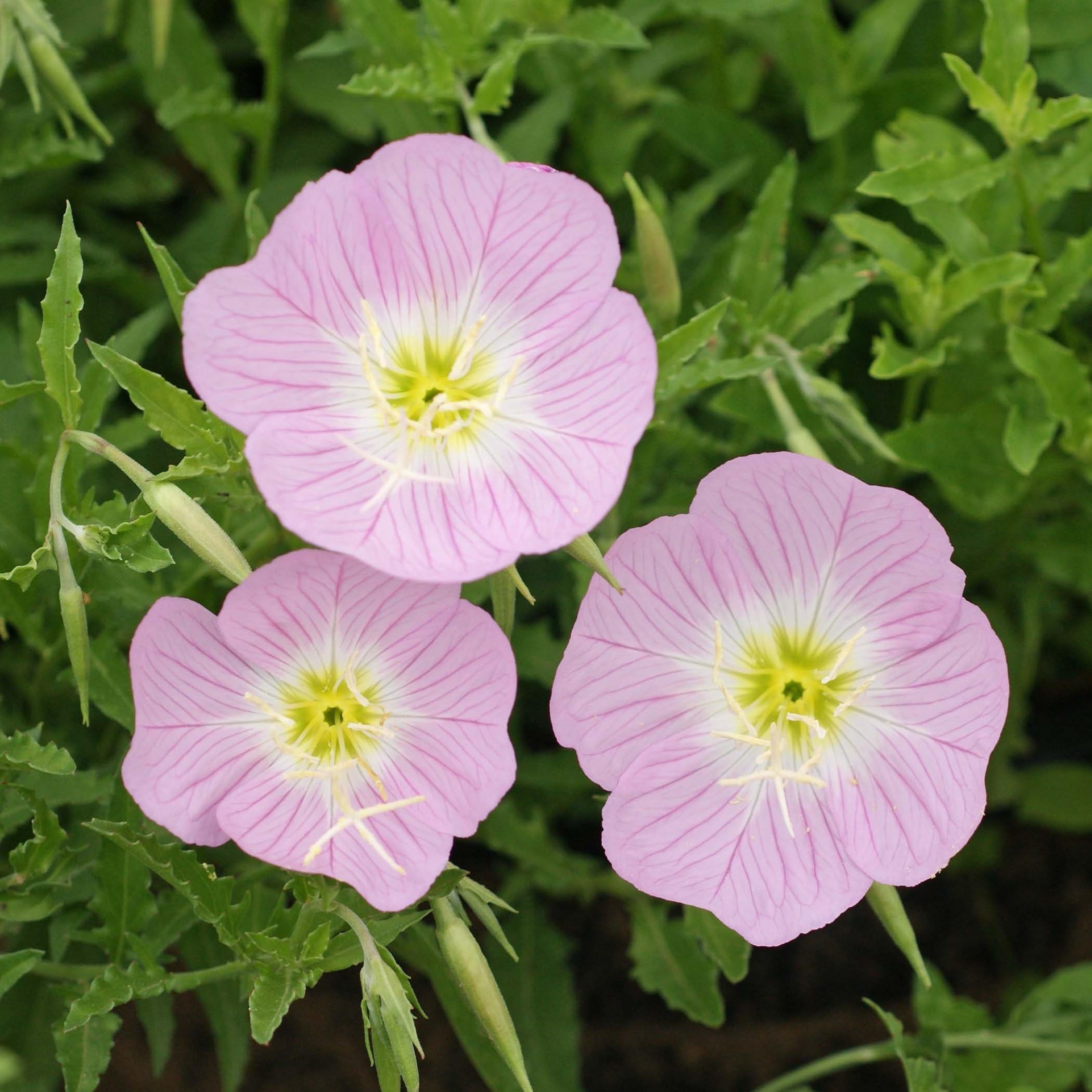 Premium Purple Primrose Flower seeds for Planting Sun Loving, Heirloom & GMO Free Seeds for Home Garden seeds