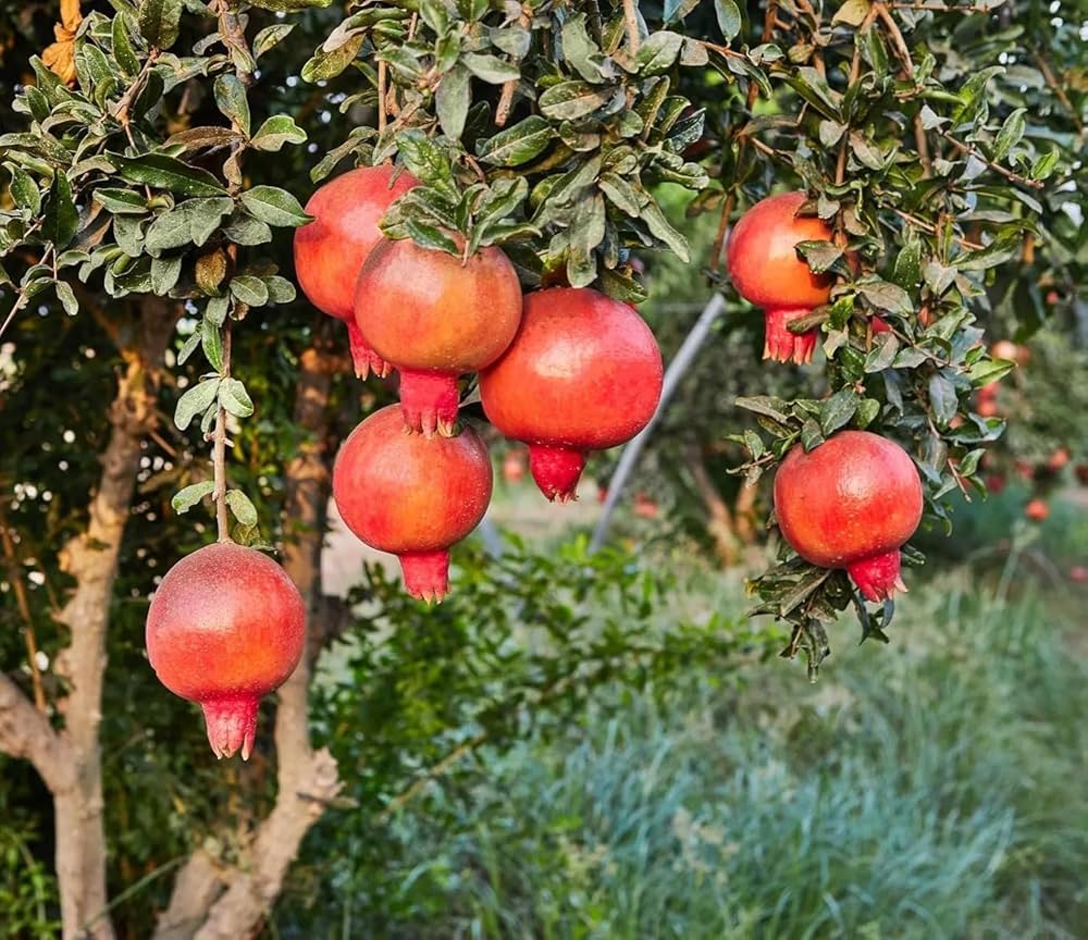 Bonsai Pomegranate Fruit Seeds for Planting Mini Trees - Evergrowseeds
