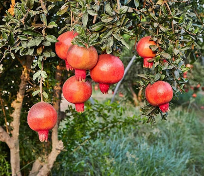 Bonsai Pomegranate Fruit Seeds for Planting Mini Trees - Evergrowseeds