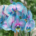 Blue Pink Butterfly Orchid Flower seeds for Planting Shade Tolerant, Heirloom & GMO Free Seeds for Home Garden seeds for planting