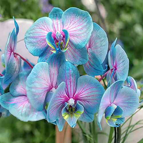 Blue Pink Butterfly Orchid Flower seeds for Planting Shade Tolerant, Heirloom & GMO Free Seeds for Home Garden seeds for planting