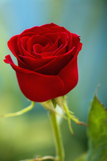 Rose Flower seeds for Planting Seasonal Bloomer Heirloom & GMO Free Seeds for Home Garden